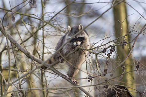 raccoons not climbing